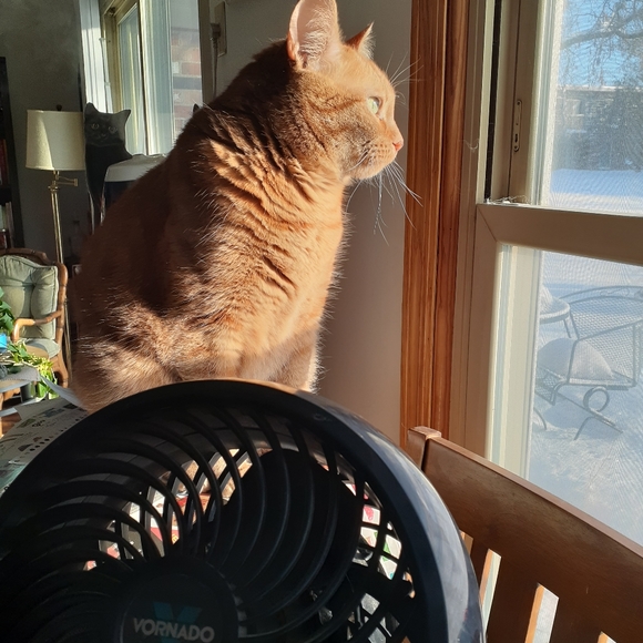 Meet your Posher, Karen - Picture 2 of 4